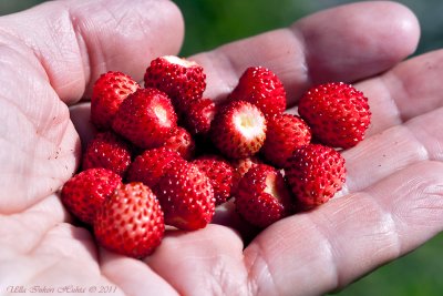 17/6 Nummy wild strawberries