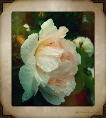 Old fashioned rose