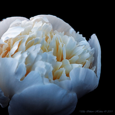 Peony in the evening light