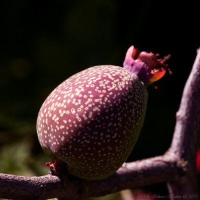 Some kind of ornamental apple?