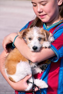 Malla, Kromfohrlnder puppy, with proud owner