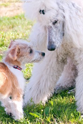 Malla, Kromfohrlnder puppy,  meets Bonnie