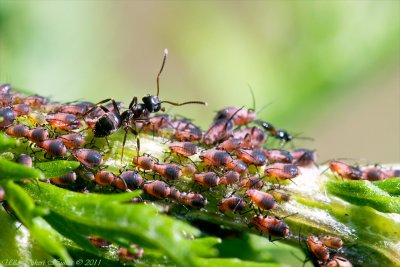 Ant and its aphids