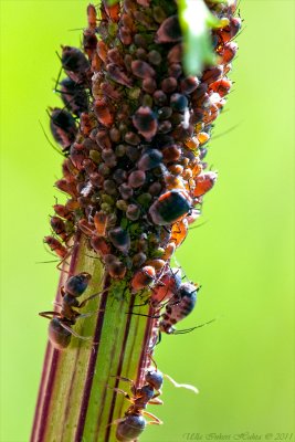 Ants tending to their aphids