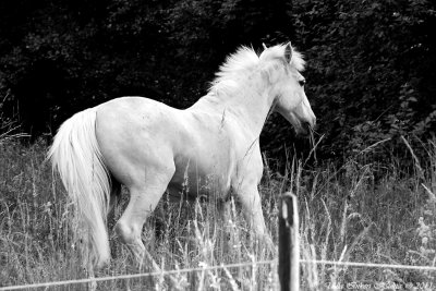 Beautiful, 24 years old, pony