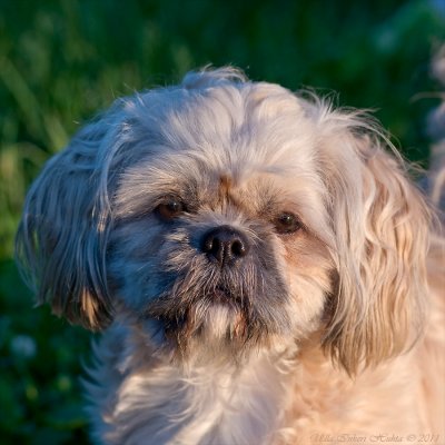 Vera, lhasa apso/shih tzu mix, she ll have puppies in a couple of months