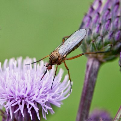 4/7 Mosquito or fly? It liked thistles...