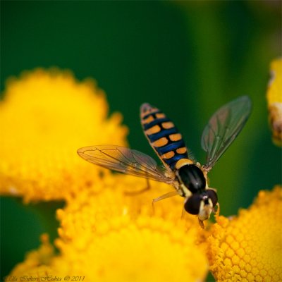 18/7 Hoverfly,( sometimes called flower fly or syrphid fly)              