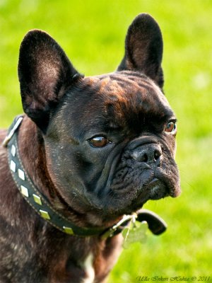 Sren, french bulldog