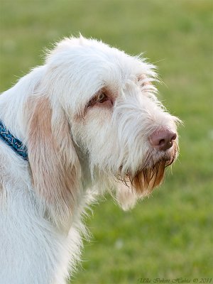 Rikki, Spinone