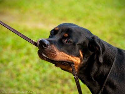 Fanny, rottweiler