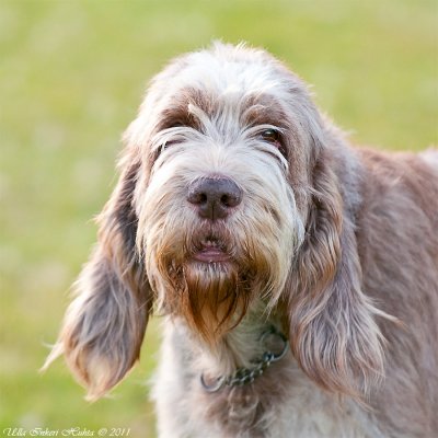 23/8 Java, the old Spinone-lady