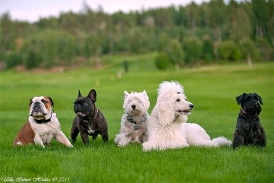 1/9 Tonight we had a Dog Meetup again. 