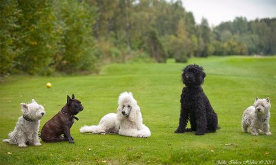 11/9 Groupshot from todays dog-meetup.