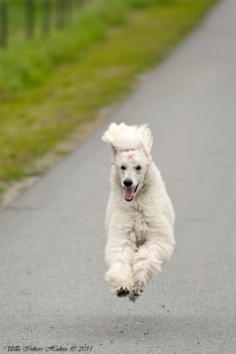 Bonnie, the flying poodle :o)