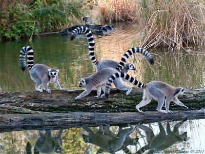 Ring-tailed lemurs (Lemur catta)                            