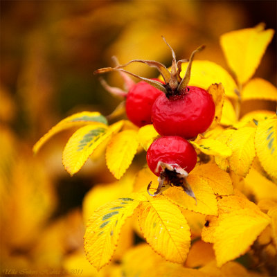 5/11 On my way home from todays doggie-meet up I snapped some roseberries.
