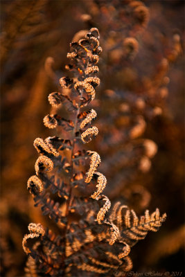 Autumny fern