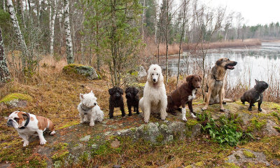 20/11 Groupshot from todays Doggie-meetup