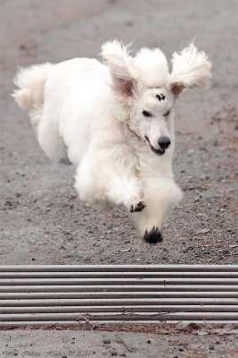 Bouncy Bonnie. Its her 9th birthday on Friday.