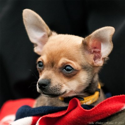 Linus, the chihuahua puppy in his limo, an old shoulderbag with his blankie.