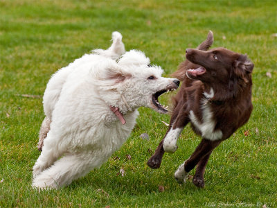 Bonnie showing her nice teeth for Ozzie