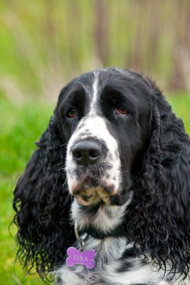 Tina, springer spaniel