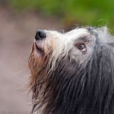 I knew it! Bearded collies do have eyes under all that fur ;o)