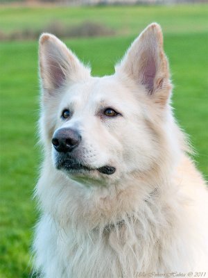 Baloo, Berger Blanc Suisse