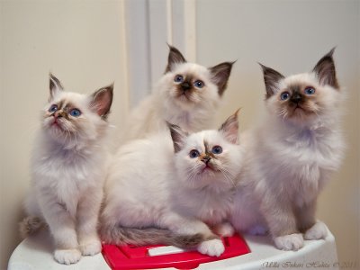 14/12  Photographed kittens today!