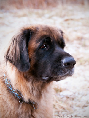 8/1 Molly, leonberger