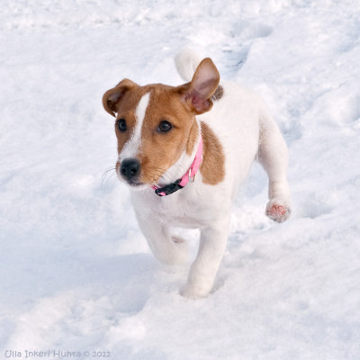 Nellie, 12 weeks old roughcoated Jack Russell terrier.