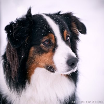 Alva, Australian Shepherd