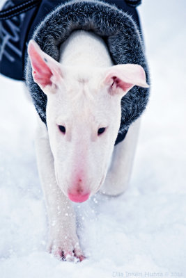 Holly, Bullterrier puppy