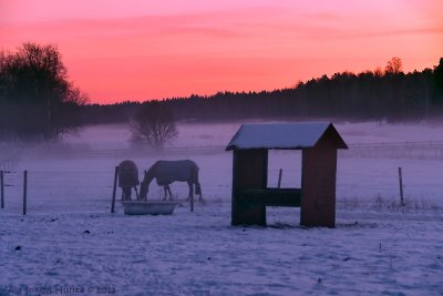 30/1 Foggy sunset by the stables