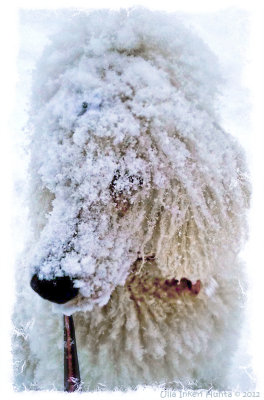 VERY snowy dogwalk today.