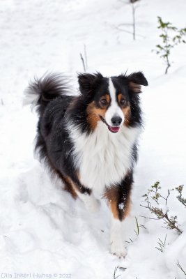 Alva, Australian Shepherd