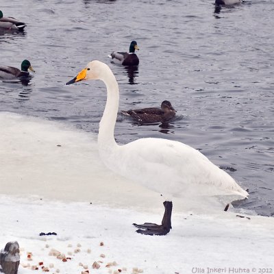 Whooper swan by the dam, people are feeding the ducks there in the winter. 