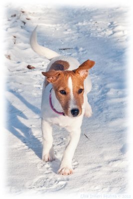 Nellie, 15 weeks old roughcoated Jack Russell terrier.
