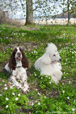 4/5 Hebba and Bonnie enjoying a nice springday in Norrtlje
