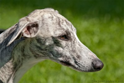 Valanti True Joy 10 mnader/Whippet,