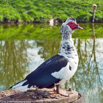 19/5 An old Swedish variety of  Muscovy Duck