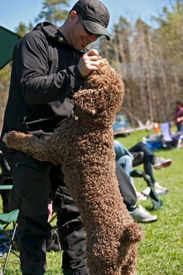 Marley, spansk vattenhund