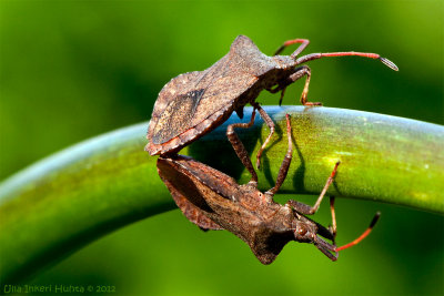 25/5 Love is in the air... For stinkbugs