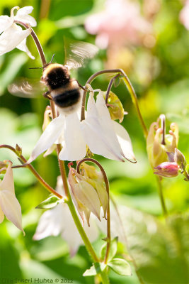 Busy bumblebee