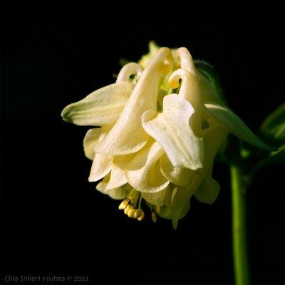 Yellow columbine in Janssons garden