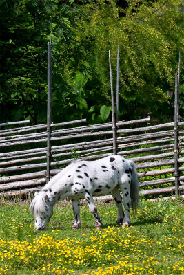 Miniature Shetland pony stallion at Furuvik zoo