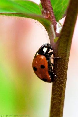 23/6 Raincover for ladybug
