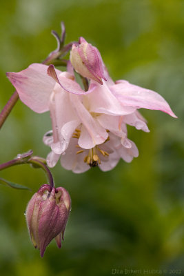 Aquilegia vulgaris, columbines, aklejor