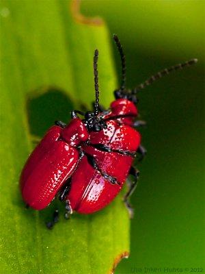 25/6 Frisky Scarlet lily beetles, Lilioceris lilii                      